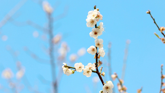 春意蓝天下白色梅花盛开视频