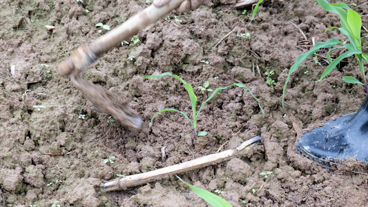 田地里农民种植玉米视频