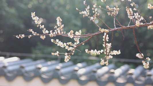 初春梦幻园林盛开梅花空镜视频