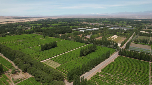 航拍5A景区吐鲁番葡萄沟大面积葡萄园种植视频视频