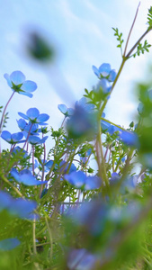 春天花卉蓝色喜林草花视频