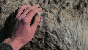 斑驳的小马的冬季皮毛春天的时候冬发浓密的头发脱落用43秒视频