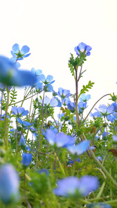 春天花卉蓝色喜林草花视频