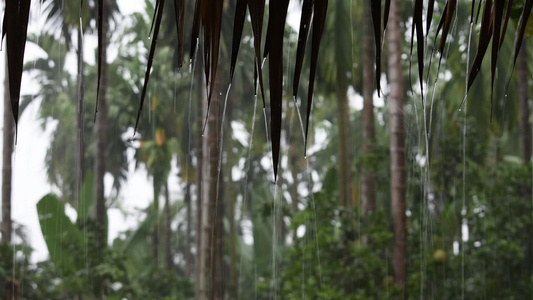 雨时树木视频