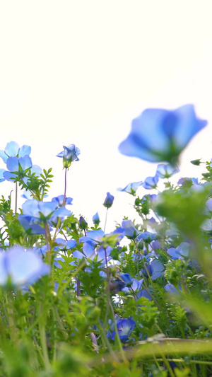 春天花卉蓝色喜林草花12秒视频