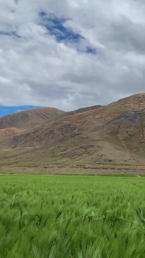 实拍西藏高原绿油油的青稞麦田视频自然风光19秒视频