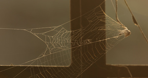 可怕的蜘蛛网11秒视频