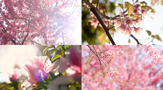 春暖花开自然空镜合集视频