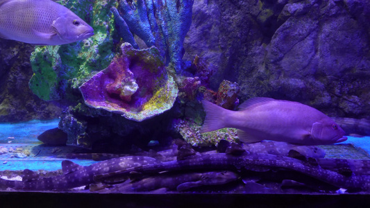 各种深海鱼类礁石珊瑚礁生态 视频
