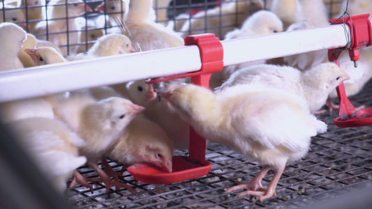 详细说明家禽养殖小母鸡视频
