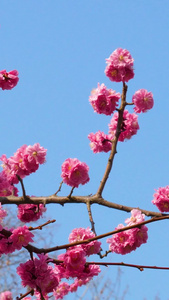 青岛中山公园蜜蜂缠绕樱花秀视频