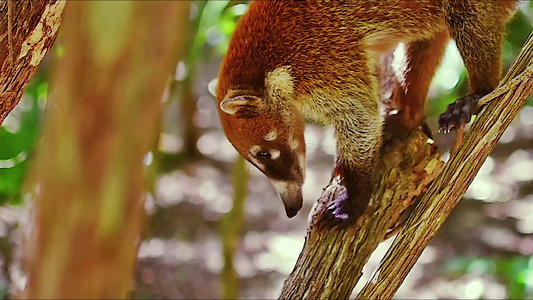 墨西哥热带森林树枝间的浣熊视频