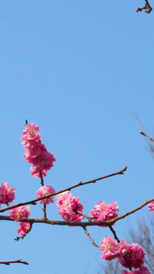 青岛中山公园蜜蜂缠绕樱花秀视频