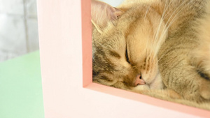 棕色猫咪睡在家里宠物里8秒视频