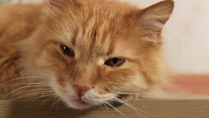 毛茸茸的成年姜猫躺在房间的梳妆台上一只可爱的宠物16秒视频