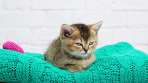 可爱的小猫苏格兰金栗鼠直品种猫坐着睡着了18秒视频