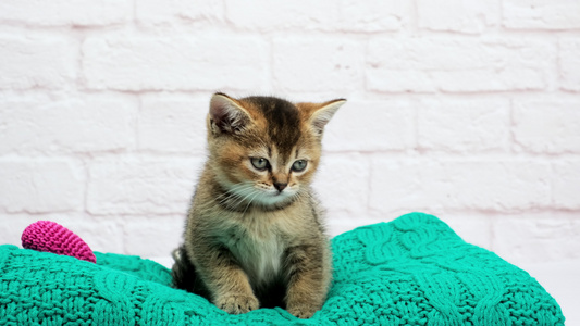 可爱的小猫苏格兰金栗鼠直品种猫坐在白砖墙背景上视频
