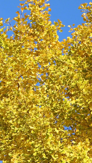 秋天金黄色的银杏叶秋天的颜色17秒视频