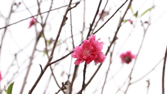 盛开的桃花视频