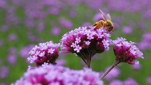 4K春天蜜蜂采蜜实拍素材32秒视频