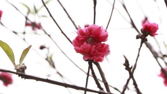 盛开的桃花视频