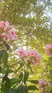 炎炎夏日阳光透过树叶洒下随风飘动的鲜花盛开的鲜花视频