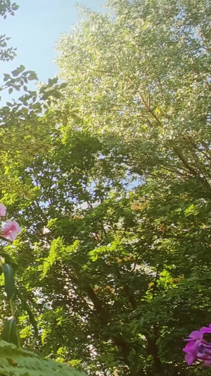 炎炎夏日阳光透过树叶洒下随风飘动的鲜花盛开的鲜花16秒视频