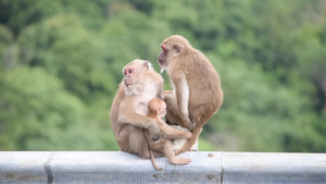 父亲母亲和小猴子坐在栅栏上29秒视频