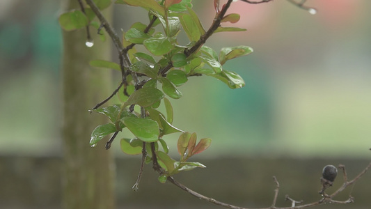 雨滴视频