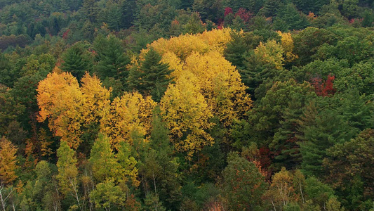 自然旅游 航拍风景彩色树林视频
