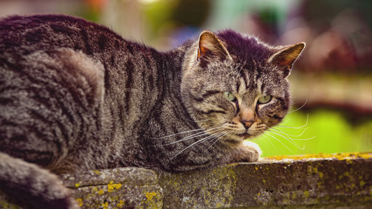 可爱猫咪关上视频