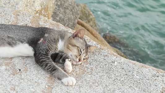 猫睡觉的近缝肖像视频