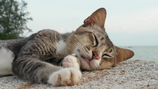 一只猫躺在石头上视频