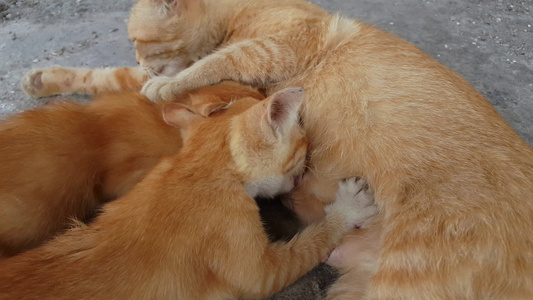 两只饥饿的小猫喝牛奶视频