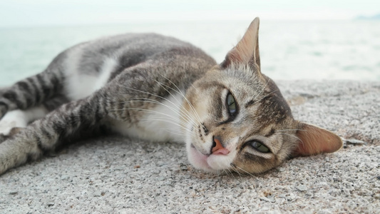 可爱的猫的脸视频