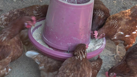 鸡在吃饲料视频