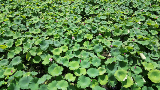 航拍荷花池视频