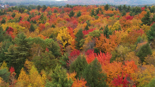 自然旅游 航拍风景彩色树林视频