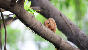 野生树上的棕色松鼠24秒视频