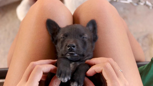 和困睡的黑小狗一起做可爱的姿势28秒视频