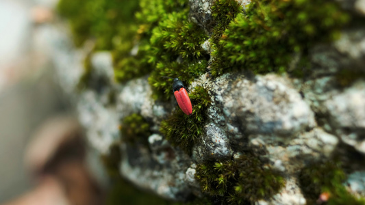 在石头表面的红色小虫子的宏观视频视频