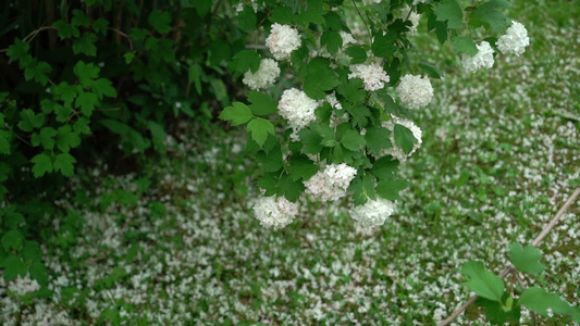 花园中的白花视频