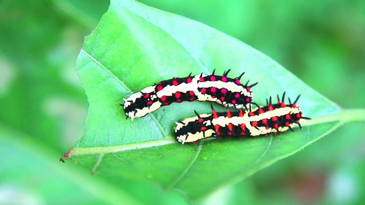 两只蠕虫正在吃叶子以积累蝴蝶体内的能量视频