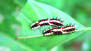 两只蠕虫正在吃叶子以积累蝴蝶体内的能量18秒视频
