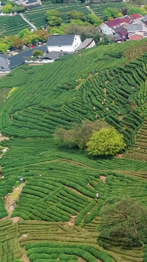 春天茶园采茶季茶文化9秒视频