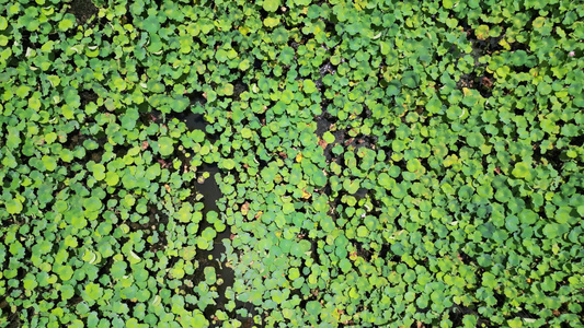 航拍荷花池视频