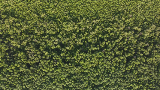 无人机观景绿树林视频
