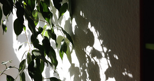 植物的叶子和墙上的阴影随着时间的流逝30秒视频
