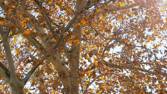 含橙叶的秋叶绿树视频
