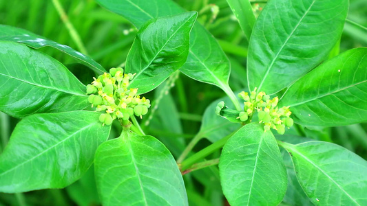 乳草日本猪皮风辣椒风刺喷风植树枝蜂毛视频